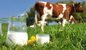 مقاله مربوط به شیر و تولیدات شیری 